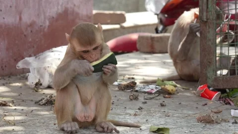 Monkey Eating Watermelon Slice on Roadside in India Stock Footage 339724254