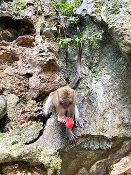 Monkey eating watermelon slice while perched on rocky surface surrounded by Stock-Fotos