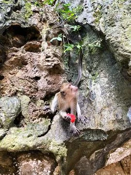 Monkey eating watermelon while perched on rocky surface surrounded by lush Stock Photos