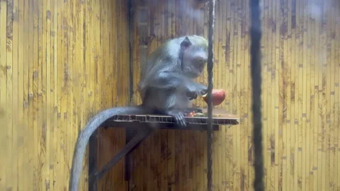 A monkey eats an apple Stock Footage 253725630