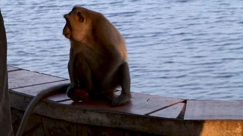 Monkey eats an apple on the shore Stock Footage 114486440