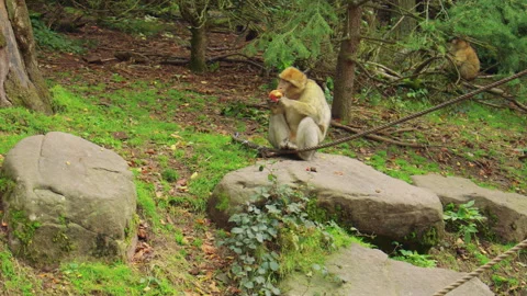 A monkey eats an apple while sitting on a rock in a forested area Stock Footage 310755406