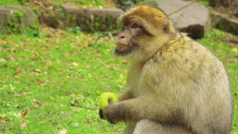 A monkey eats an apple while sitting on a rock in a forested area Stock Footage 310755526