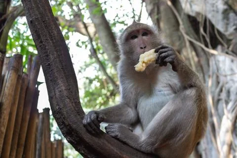 Monkey eats banana against the background of nature, Stock Photos