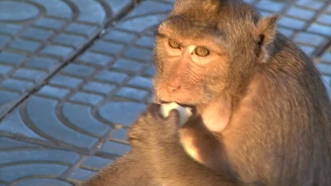 Monkey eats banana closer Stock-Footage 114486511