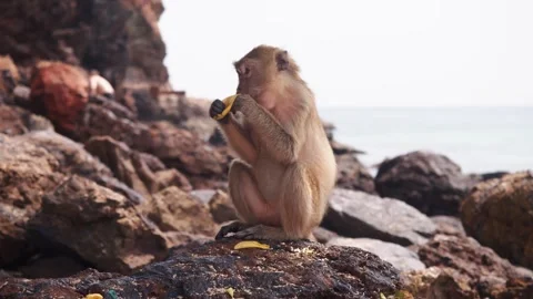 Monkey eats banana end and tosses skin. Rocks frame beach snack. Stock Footage 329837706