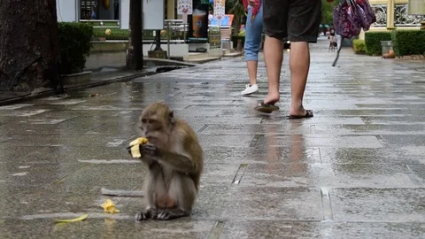 Monkey Eats a Banana on the Floor with People Walking Past Video stock 89642514