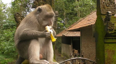 A Monkey eats a Banana Stock-Footage 5162999