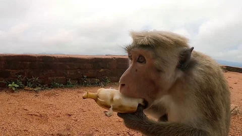 Monkey eats banana Stock Footage