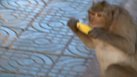 Monkey eats banana Stock-Footage 114486574