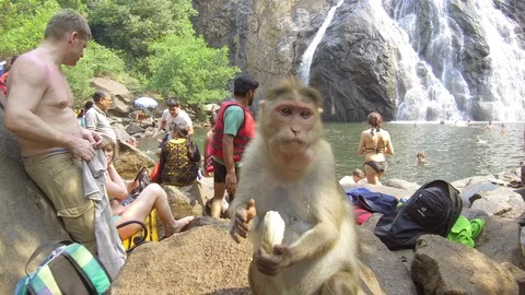 Monkey eats banana near the Dudhsagar waterfall Stock Footage 88131441
