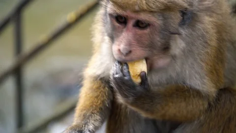 Monkey eats banana next to river Stock Footage 94403460