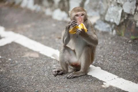 Monkey eats banana Stock Photos