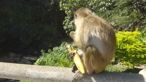A monkey eats a banana on a railing near a flowing stream in Sri Lanka Stock-Footage 305379573