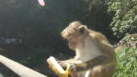 A monkey eats a banana by a river with people watching nearby in Sri Lanka Video stock 305379575