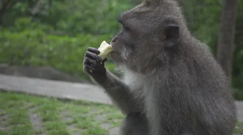 Monkey Eats a Banana Sitting in the Forest. Slow Motion Stock Footage 67253556
