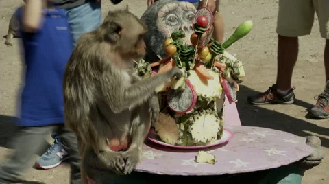 Monkey Eats Buffet Food Video stock 65967376