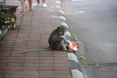 Monkey eats chips 스톡 사진