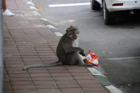 Monkey eats chips 스톡 사진