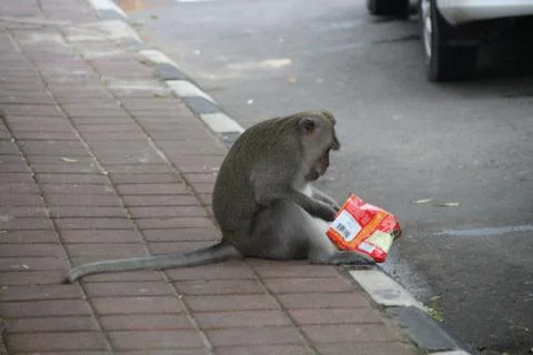 Monkey eats chips 스톡 사진