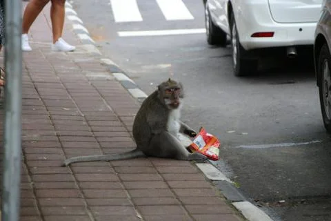 Monkey eats chips 스톡 사진