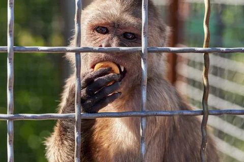 Monkey eats cookies behind the metal bars at the zoo. Imprisonment imprisonme Stock Photos