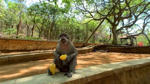  A monkey eats corn sitting on a curb in a park surrounded by forest. Stock Footage 122126182