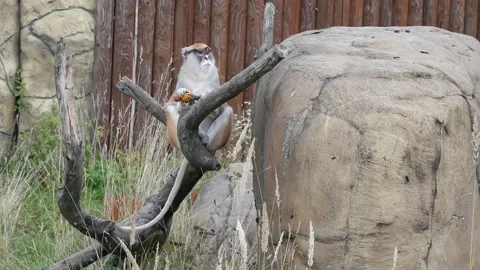 The monkey eats corn while sitting on a tree. Video stock 149976469