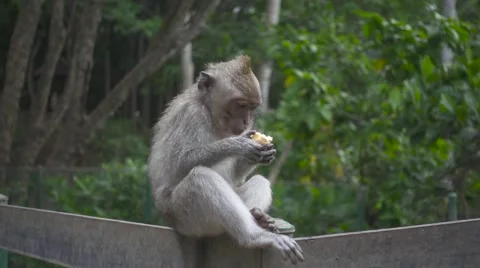 Monkey Eats a Crust of Bread Sitting on the Fence in the Forest. Slow Motion Stock Footage 67252889