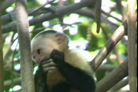 Monkey Eats-cu Stockbeeldmateriaal 819011