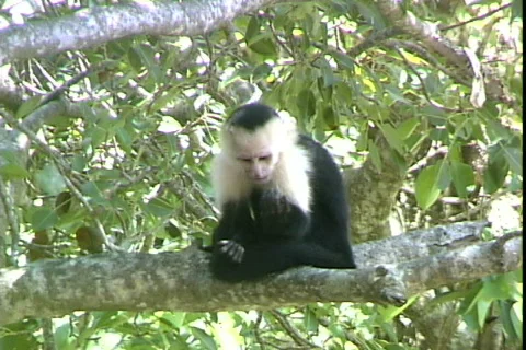 Monkey Eats Stock Footage 819012