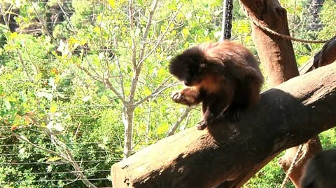 Monkey Eats Stock Footage 10927657