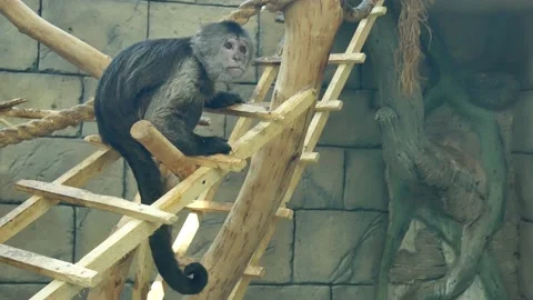 Monkey eats fruit in the aviary of the zoo. Video stock 134240684