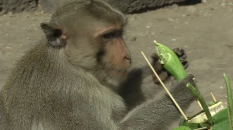 Monkey Eats Fruit Vidéo 65967351