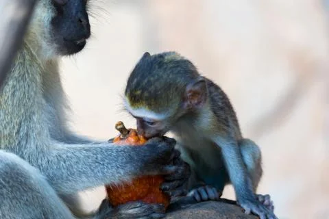 A monkey eats at a fruit found Stock Photos