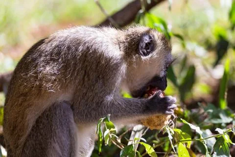 A monkey eats at a fruit found Stock Photos