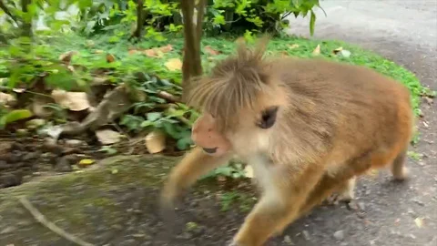 Monkey eats fruit on the road Vídeos de archivo 129335314