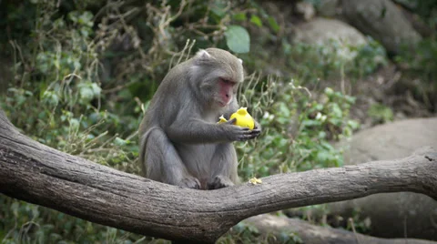 Monkey Eats Fruit in Slo-Mo Stock Footage 35227948
