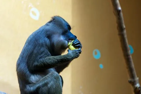Monkey eats fruit in a zoo during the afternoon under bright lights and a s.. Stock Photos