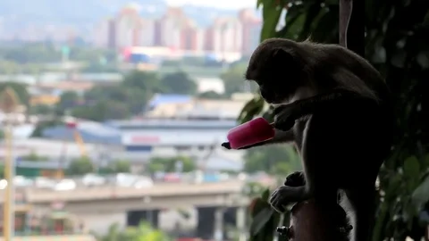 Monkey Eats Ice Cream Against The Background Of The City Stock Footage 85280929