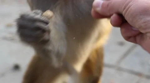 Monkey eats from my hand Stock Footage 58594867