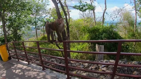 The monkey eats the nuts Stock Footage 142875320