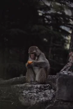 Monkey eats orange in the forest of india Stock Photos