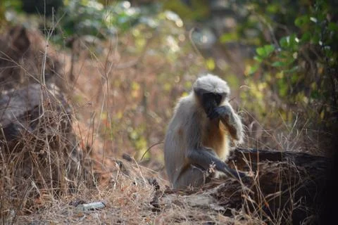 Monkey eats Stock Photos