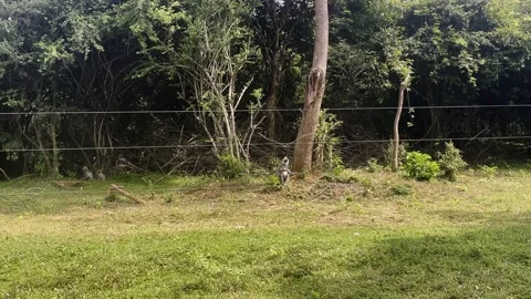 Monkey eats something from the ground, monkeys in the wild Stock Footage 218002639