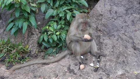 Monkey eats a stolen boiled egg. Stock Footage 115833032