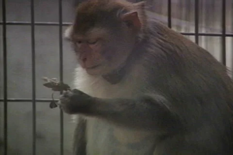 Monkey Eats a Twig Stock Footage 41834824