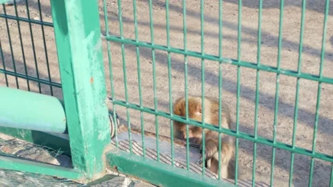A monkey eats vegetables, in a cage in zoo, captivity. Delicious delicacy Stock Footage 159795202