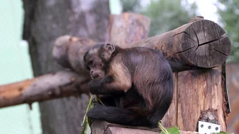 The monkey eats in the zoo . Wild animal... | Stock Video | Pond5