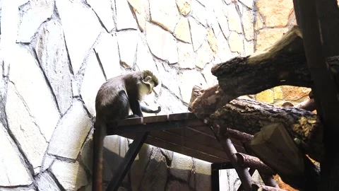 The monkey eats in the zoo . Wild animals in captivity. Stock Footage 151718615